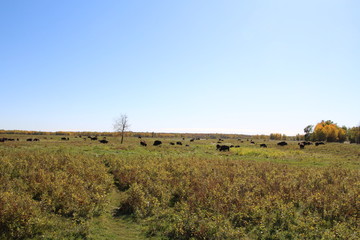 Obraz premium Bison On The Prairie, Elk Island National Park, Alberta