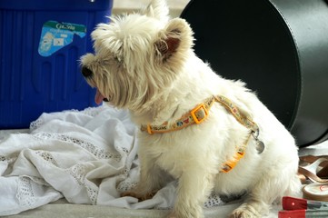 Petit chien blanc