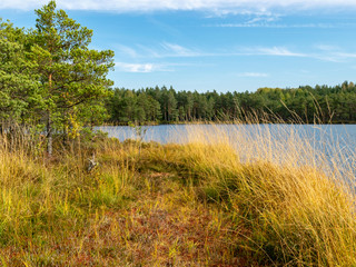 bog landscape, bog lake, reflections, bog pines