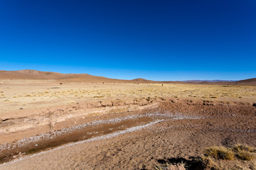 Bolivian llama breeding,Bolivia