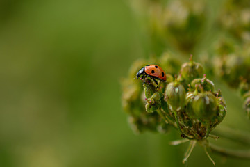 Ladybird