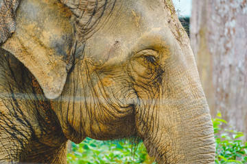 A elephant taking rest in the zoo in daylight. Face close up in detail.