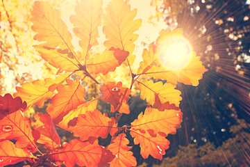 Naklejka na ściany i meble Herbst Blätter mit Sonnenstrahlen