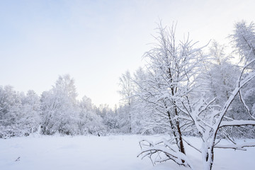 Fototapeta na wymiar The forest has covered with heavy snow in winter season at Lapland, Finland.