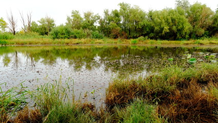  Lake in the forest. Reflection of trees in the water