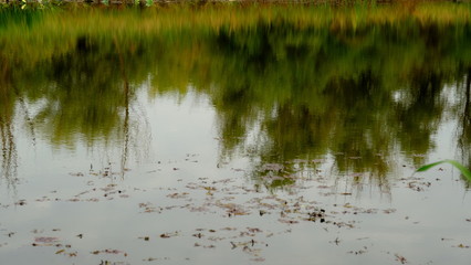  Lake in the forest. Reflection of trees in the water