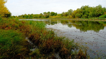  Lake in the forest. Reflection of trees in the water