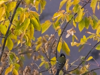 The bird sits on a branch in autumn against the background of leaves