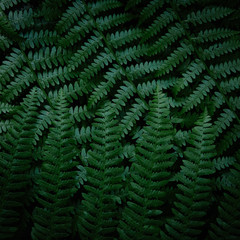 Dark green fern branches texture