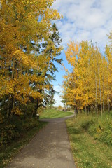 Autumn By The Path, Elk Island National Park, Alberta