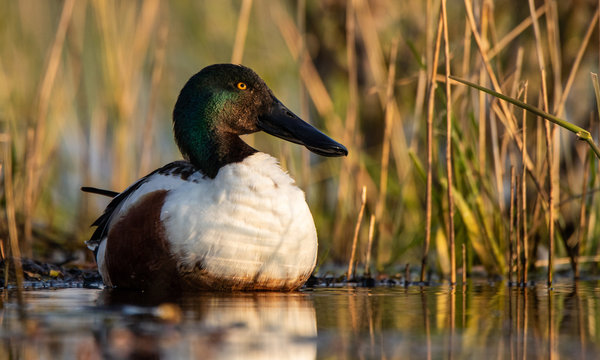 Canard Souchet
