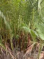 : Nypa palm grows well on the shoreline with brackish water and sunny in general. Is a mangrove forest That is important in the nursery Coastal erosion prevention.