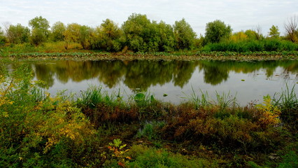  Lake in the forest. Reflection of trees in the water