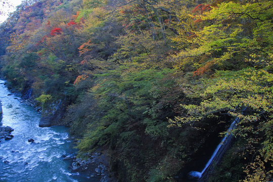 吾妻渓谷・吾妻川と白糸の滝（紅葉）
