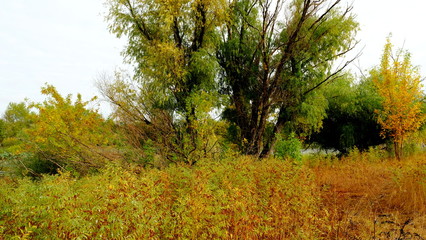 Fototapeta premium Trees in the autumn forest
