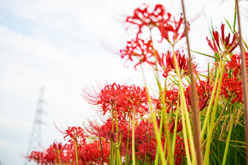 赤い彼岸花と鉄塔