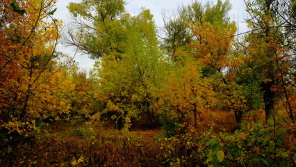  Trees in the autumn forest