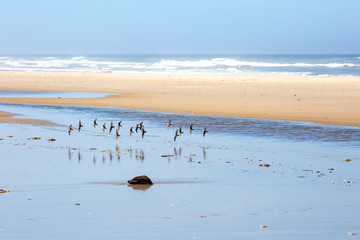 semipalmated sandpiper (Calidris Pusilla) off the Pacific Ocean on the Oregon coast