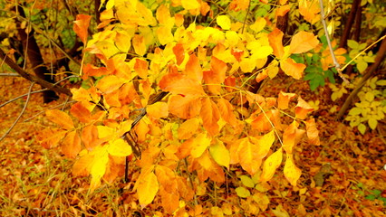  Trees in the autumn forest