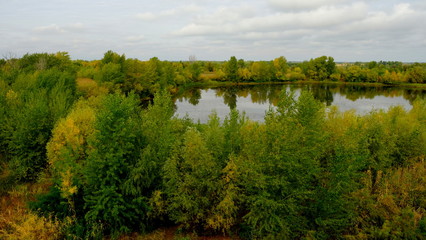  Trees in the autumn forest