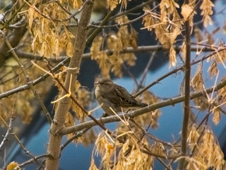 The bird sits on a branch in autumn against the background of leaves
