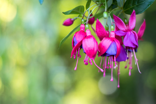 Purple and pink Fuchsia flower with green background for Spring Summer