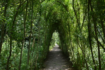Tunnel of green willow trees above the narrow road