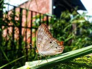 mariposa 
