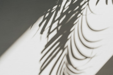 Neutral floral composition with tropical palm branch silhouette. Flat lay, top view florist minimal...