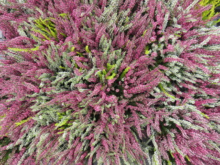 Purple, pink and white blooming common heather in autumn  til spring. Top view, full frame, close-up.