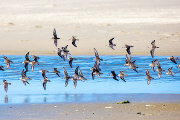 semipalmated sandpiper (Calidris Pusilla) searching for food on the Oregon coast