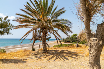 Palm trees at the gravel beach of Kiotari on Rhodes island, Greece in summer at a sunny day