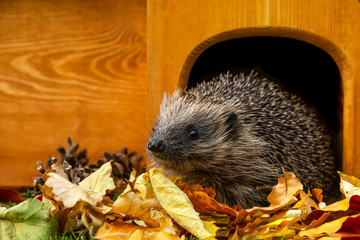 Hedgehog leaving his house, (Scientific name: Erinaceus Europaeus) wild, free roaming hedgehog,...