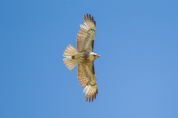 Red-tailed Hawk juvenile in flight taken in southern MN