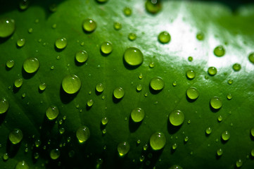 Fototapeta na wymiar The dew drops on the leaves are not green
