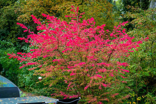 Colourful picture of a winged burning-bush (euonymus alatus) in autumn