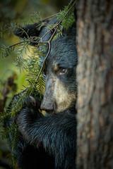 Black Bear in woods taken in northern MN in the wild