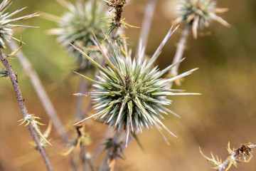 Close up of thistle blossom on Rhodes island, Greece