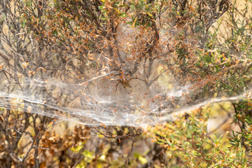Spider sitting in her spider web at Rhodes island, Greece