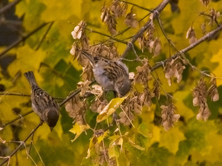 The bird sits on a branch in autumn against the background of leaves