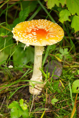 Fly Agaric taken in northern MN