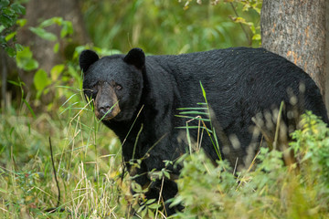 Fototapeta premium Black Bear boar taken in northern MN in the wild