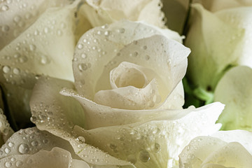Piękny kwiat białej róży, zroszony aby podkreślić jego świeżość