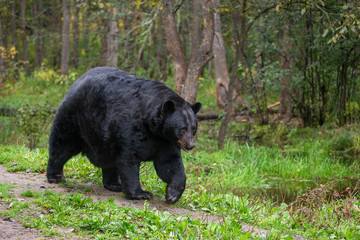 Black Bear boar taken in northern MN in the wild