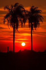 Setting Sun Framed by Two Palm Trees on the Prairie outside Santa Maria, Paraguay