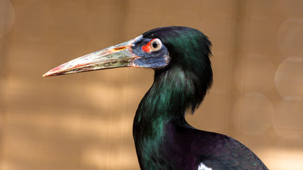 portrait of a abdim's stork