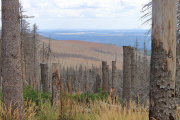Baumsterben im Harz