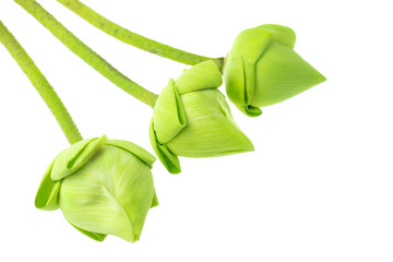 Fresh green lotus flower at white background © Thicha
