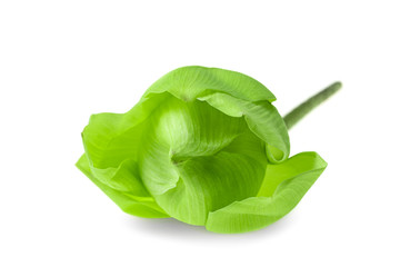 Fresh green lotus flower at white background © Thicha