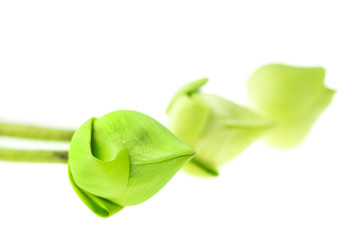 Fresh green lotus flower at white background © Thicha
